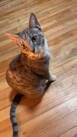 immediate cat relocation