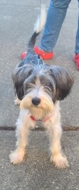 Yorkshire Terrier β Rocket π requires to be rehomed