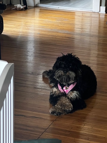 Cavalier King Charles Spaniel – Cavapoo puppy 7months