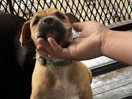 American Pit Bull Terrier – Pitbull mix with bully – Frankford