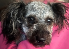 Poodle – Loveable Poodle Mix