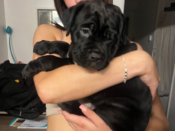 Cane Corso – cane corso x puppy male – Stevenage