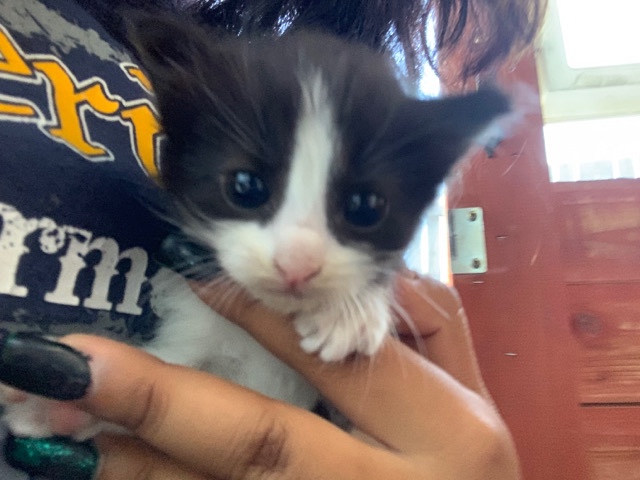 kitten needs a new home!!