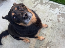 German Shepherd – Chino – West Seneca