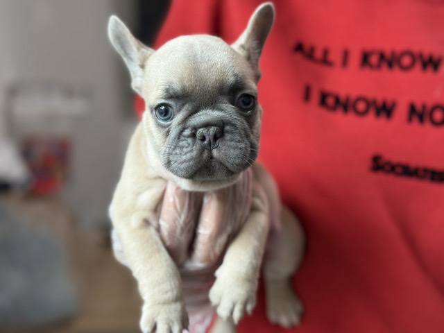 French Bulldog – Blue Fawn Frenchie Puppies Available – Apopka