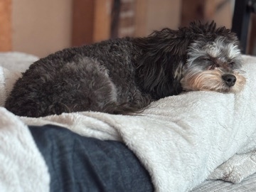 Cavapoo - Cavapoo puppy For Sale  available for adoption in Waltham