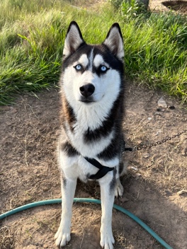 Siberian Husky – husky for sell !