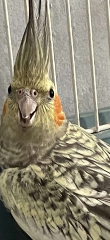 cockatiel for sale