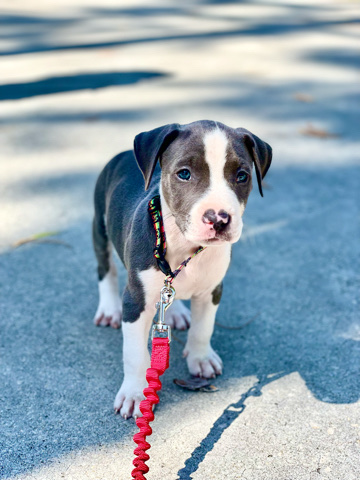 American Pit Bull Terrier – super sweet blue pitbull for sale