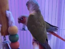 beautiful conure pair