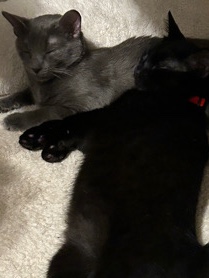 American Shorthair – Maple and Hogie