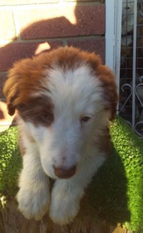 Border Collie – border collie puppy