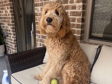 Goldendoodle – 1 year old energetic male goldendoodle – Plano