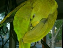 Amazon Parrot "Chico"