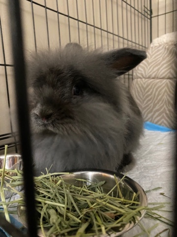 Lionhead – Female rabbit looking for a new home