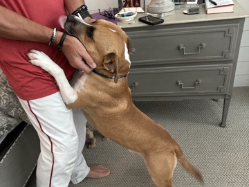 Bull Terrier – Noah – Austin