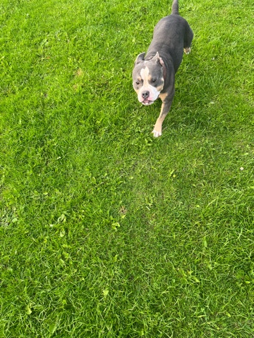 American Bulldog – classic Bully