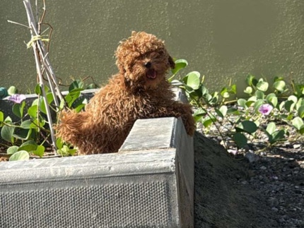 Poodle - Rak city  available for adoption in Ras Al Khaimah