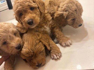 Goldendoodle – BEAUTIFUL mini goldendoodle puppies – Santa Rosa