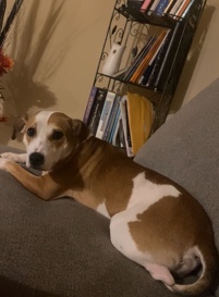 Fox Terrier (Smooth) – Rehoming Dog