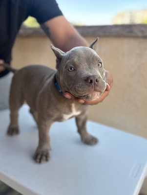 American Bulldog – Pocket Bully