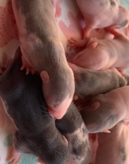 pet rats!