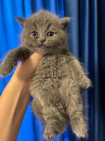 British Longhair – Show quality British kittens