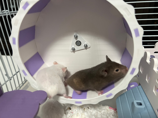 Any – Hamsters looking for new home