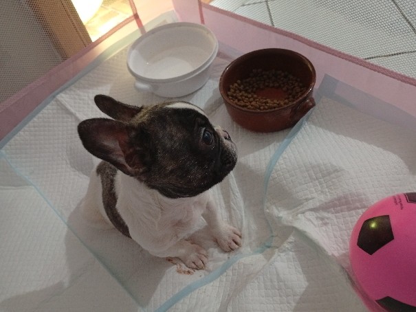 French Bulldog – bulldog francese – Montecorvino Rovella