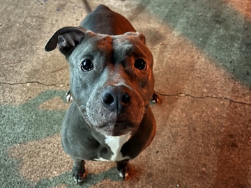 American Pit Bull Terrier - Meet Rara(Aurora)— Your New Best Friend! available for adoption in Chesapeake