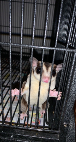 squirrel – Sugar Glider