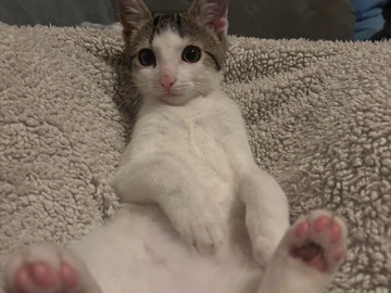 British Shorthair – 6 Month old male kitten – Dewsbury