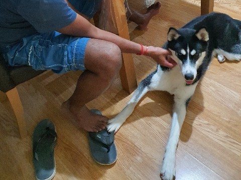 Siberian Husky – 8 months old Cute Husky. All Vaccinated