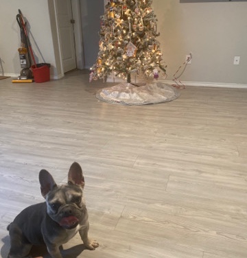 French Bulldog – 1 yr old French female