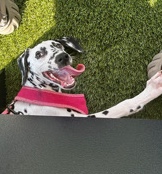 Dalmatian – Dalmatian for sale