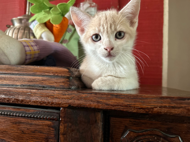 Munchkin – halo