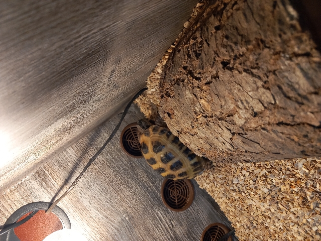 Horsefieid Tortoise
