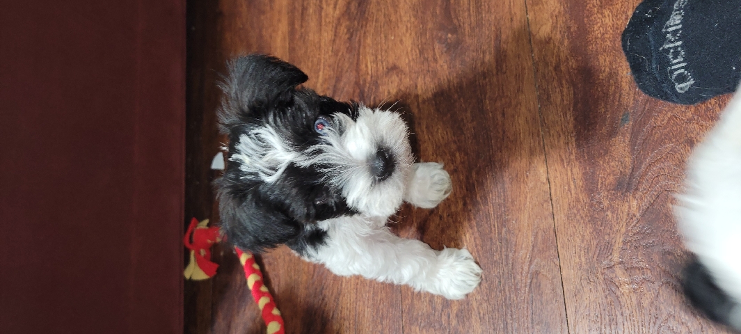 Miniature Schnauzer – For Sell CKC Minature schnauzer