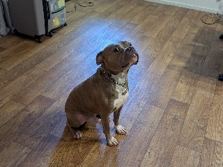 American Pit Bull Terrier – Free American Bulldog / Pitbull Mix named Bruce – Concord