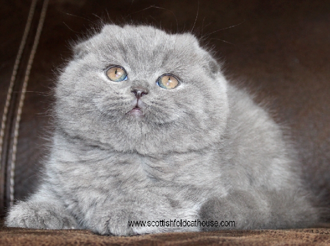Scottish Fold – Scottish fold kitten