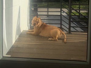 American Bulldog – 🐾 Meet HoneyBuns – Loving American Bully Looking for Her Forever Home 🐾 – Houston
