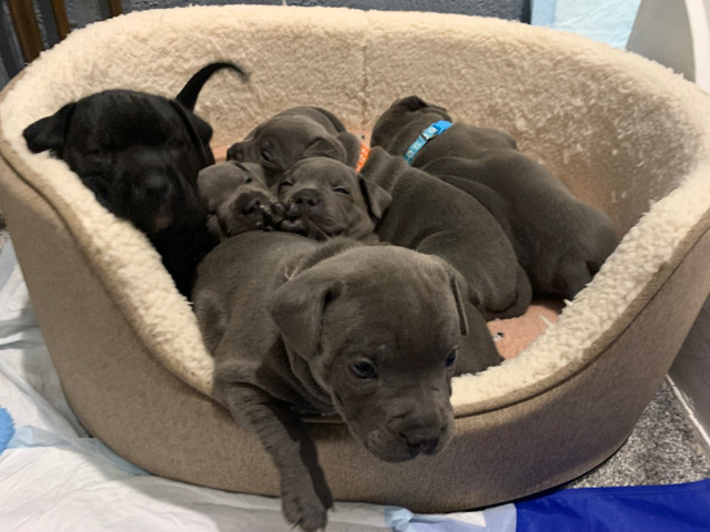 Staffordshire Bull Terrier – Staffordshire bull terrier puppies