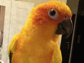 Sun Conure – Sun conure – Ḩayl