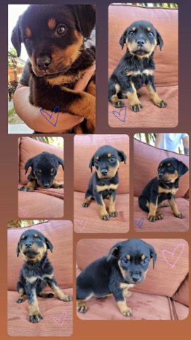 Rottweiler – 9 week old Rottweiler puppies