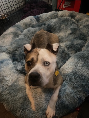 American Bulldog – Silver