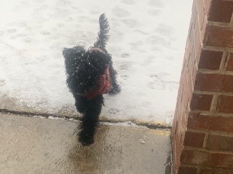 Poodle - Standard Doodle available for adoption in Dallas