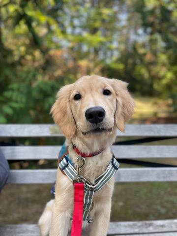 Golden Retriever – Golden Retriever