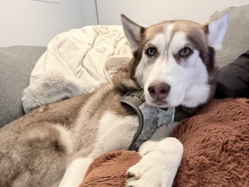 Siberian Husky – Rehome Appa – Philadelphia