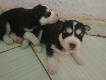 Siberian Husky – vendo Filhote de Rusk siberiano macho. – Belo Horizonte