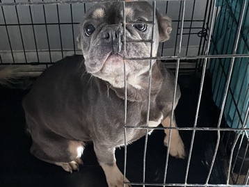 French Bulldog – Zoey – Jonesboro